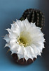 kaktusa zieds