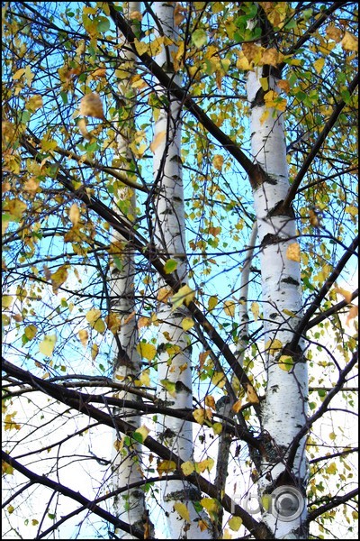 mans rudens