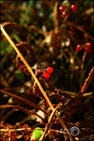 mans rudens