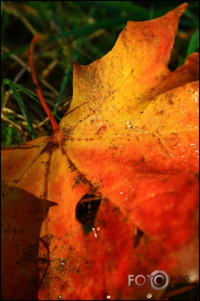 mans rudens