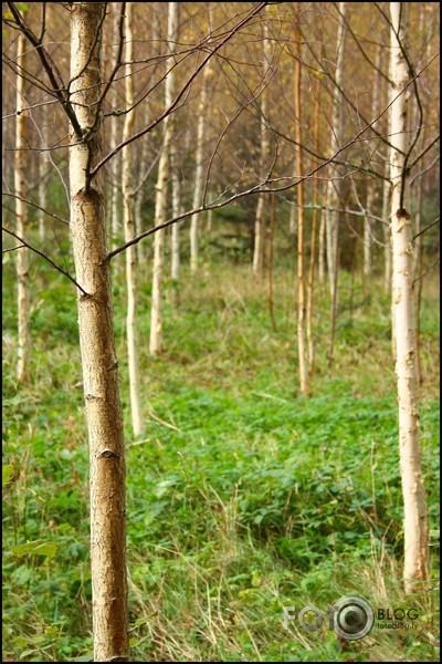 mans rudens