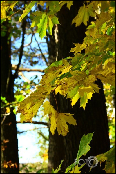 mans rudens