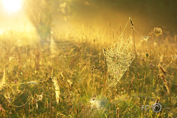 Morning elegance