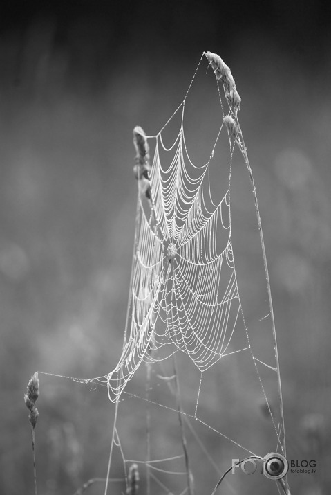 Morning elegance