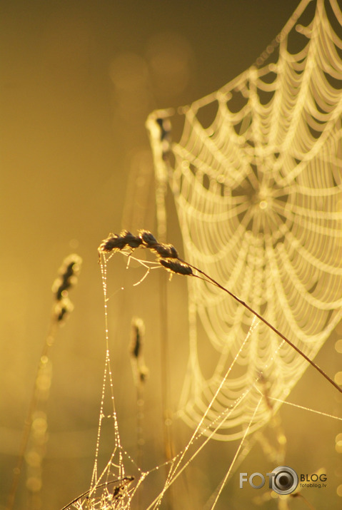 Morning elegance