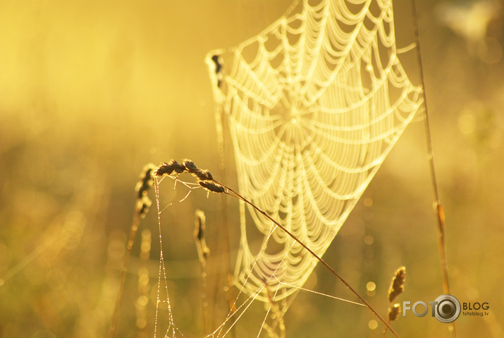 Morning elegance