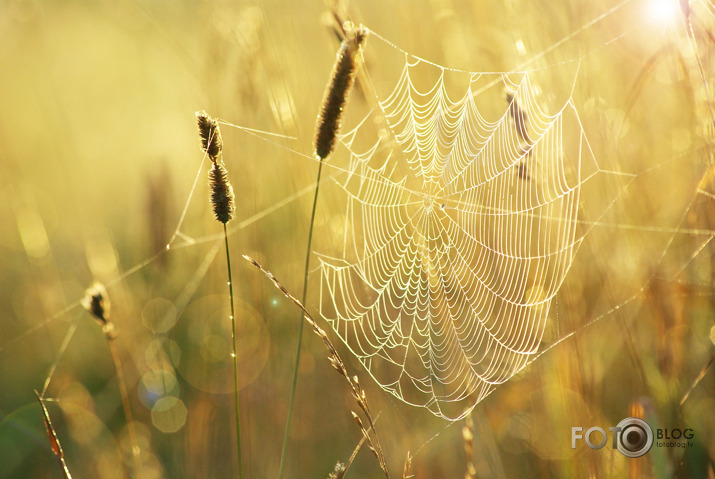 Morning elegance
