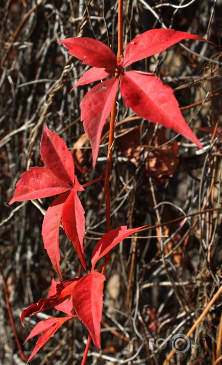 ...Rudens sarkanais...