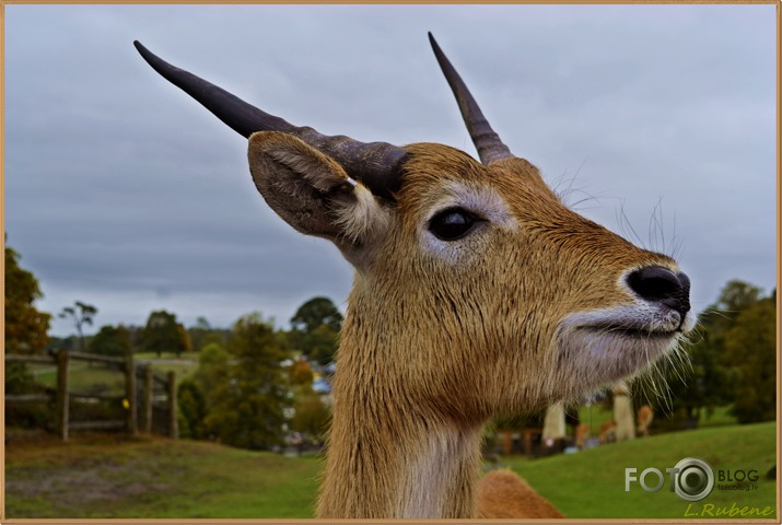 Safari izbrauciens