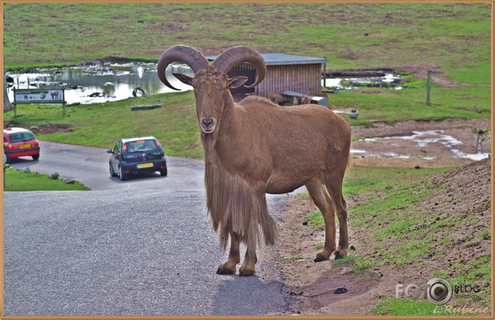 Safari izbrauciens