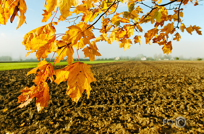 Zelta rudens.