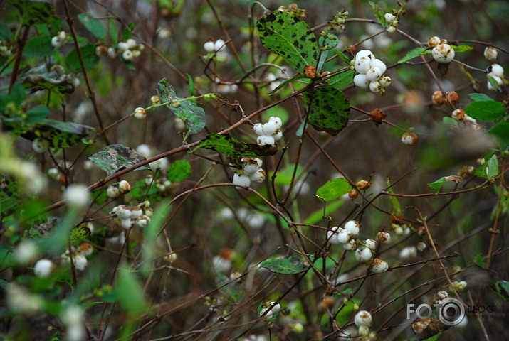 Rudens pastaiga