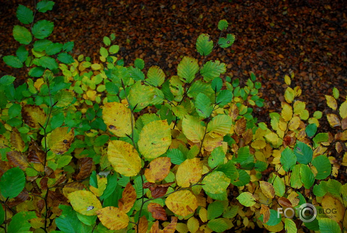 Rudens pastaiga