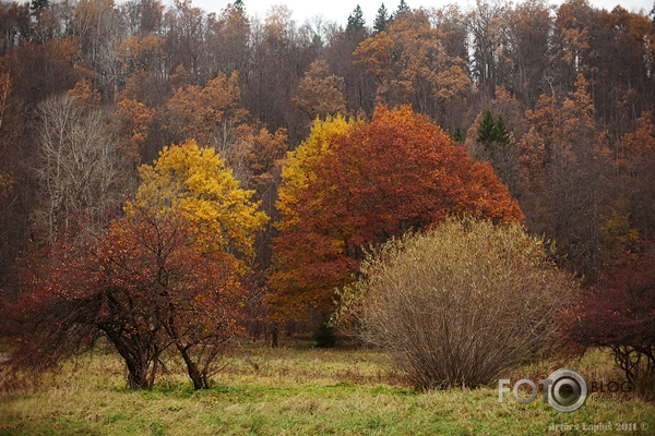 Septītās dienas saldumi