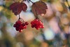 Autumn  bokeh