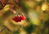 Autumn  bokeh II
