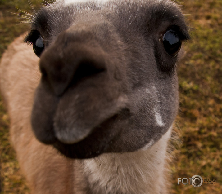 Lamas,kamieļi un viena kaza...