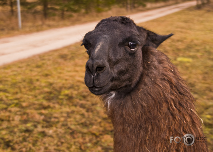 Lamas,kamieļi un viena kaza...