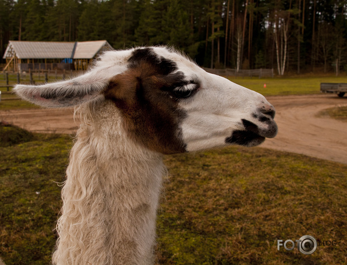 Lamas,kamieļi un viena kaza...