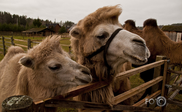 Lamas,kamieļi un viena kaza...