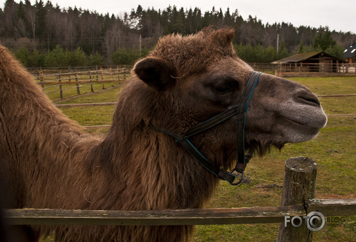 Lamas,kamieļi un viena kaza...