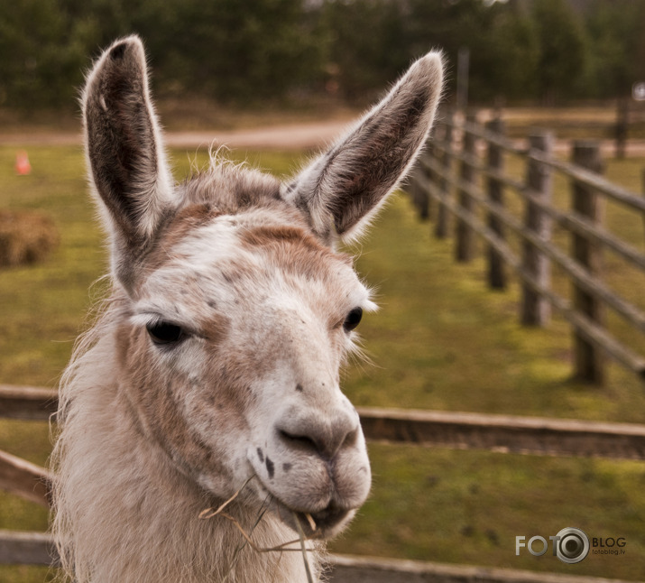 Lamas,kamieļi un viena kaza...