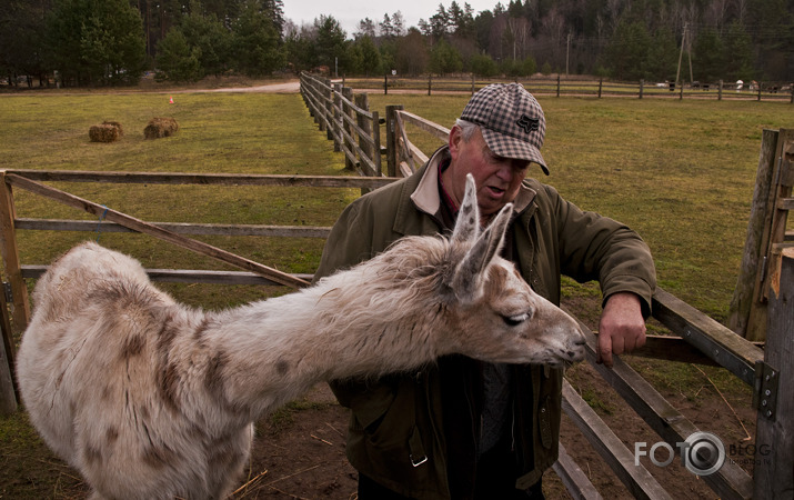 Lamas,kamieļi un viena kaza...