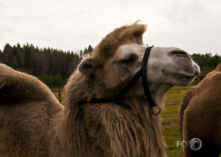 Lamas,kamieļi un viena kaza...