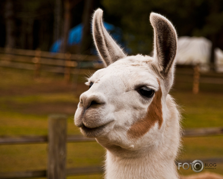 Lamas,kamieļi un viena kaza...