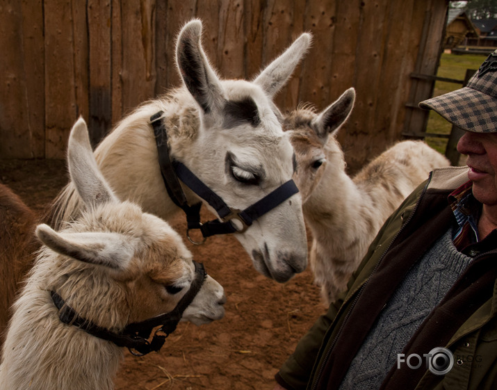 Lamas,kamieļi un viena kaza...