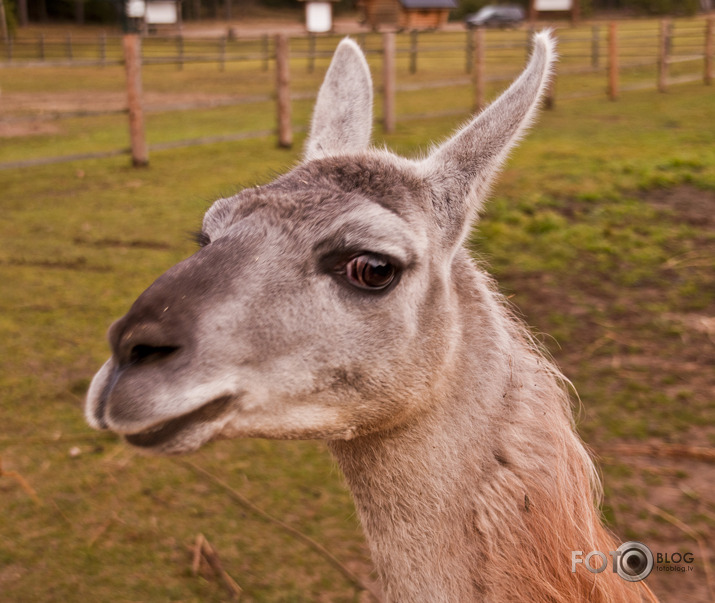 Lamas,kamieļi un viena kaza...