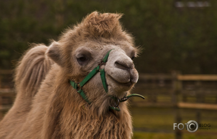 Lamas,kamieļi un viena kaza...