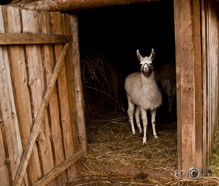 Lamas,kamieļi un viena kaza...