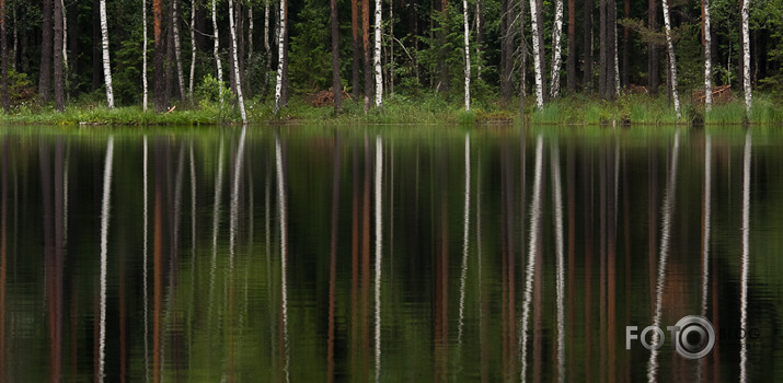 Vasarīgas līnijas