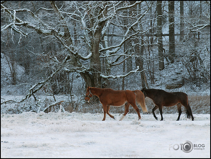 Sniegotā janvāra diena