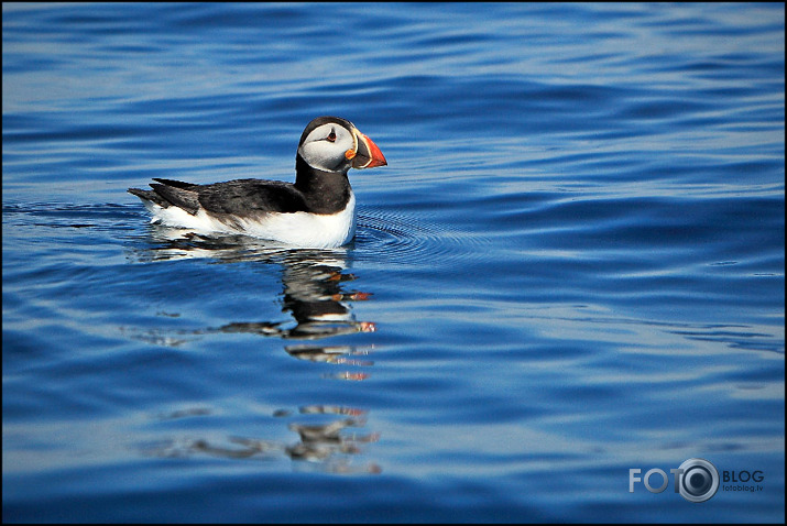 Puffin