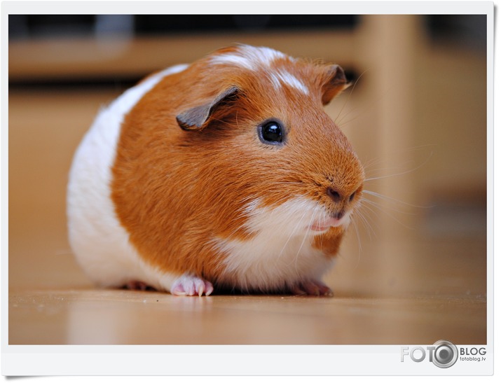 Home animals...