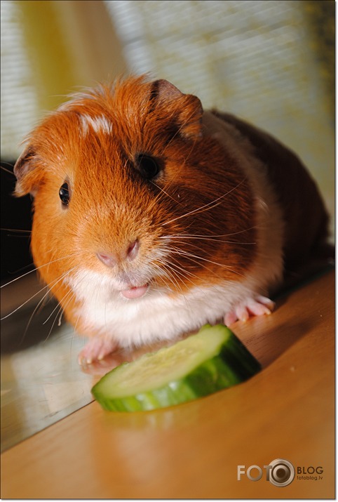 Home animals...