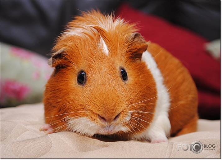 Home animals...