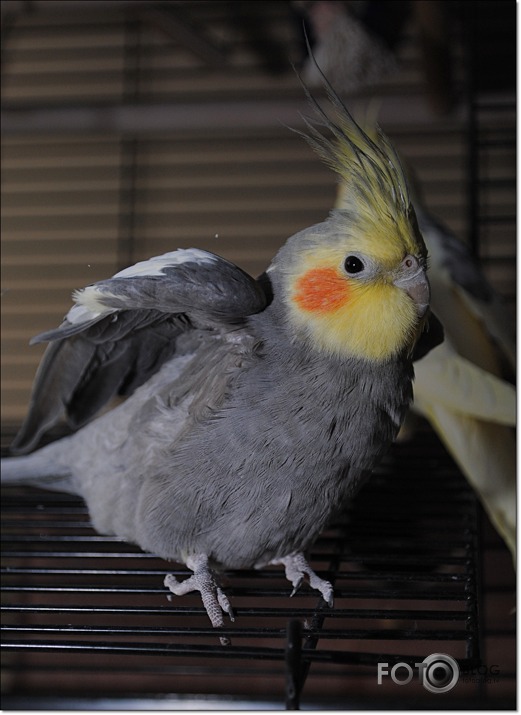 Home animals...