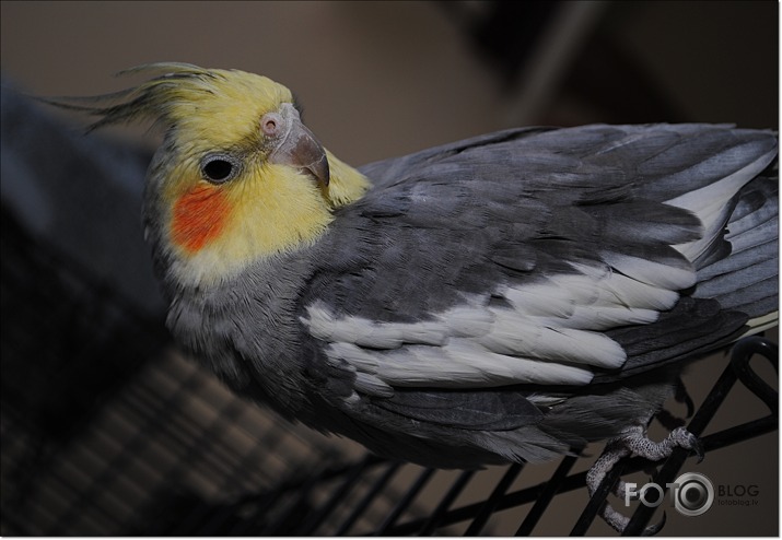 Home animals...