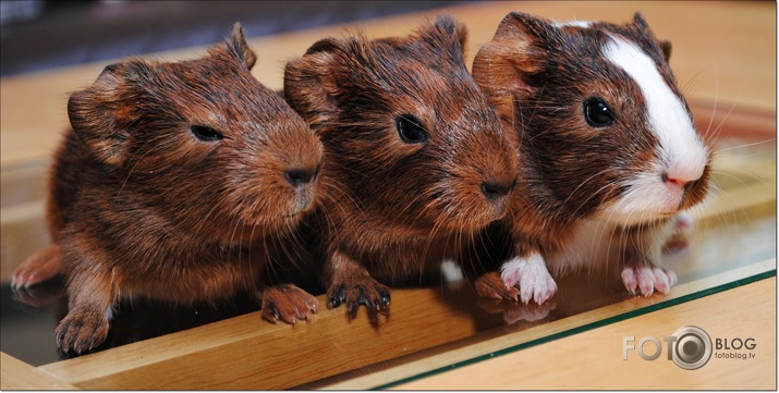 Home animals...