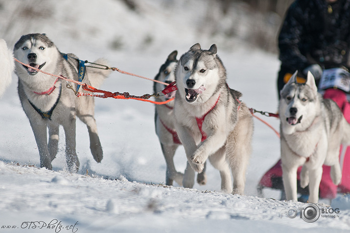 Baltic Cup 2012 sled dogs' race