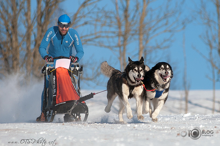 Baltic Cup 2012 sled dogs' race