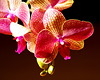 Mans orhidejas zieds