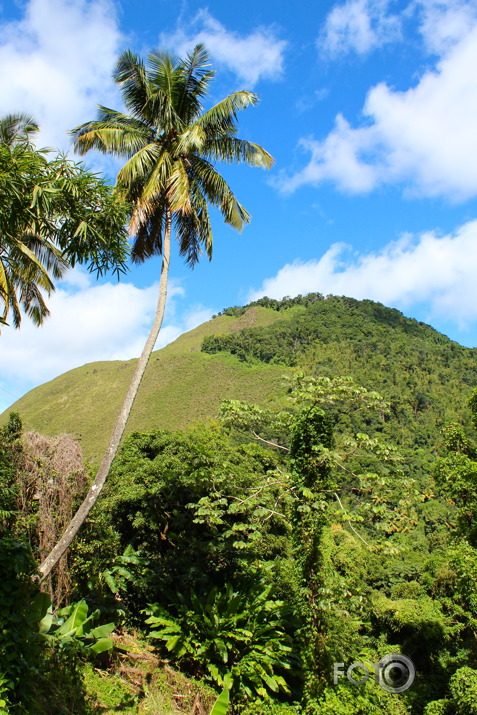 Caribbean 