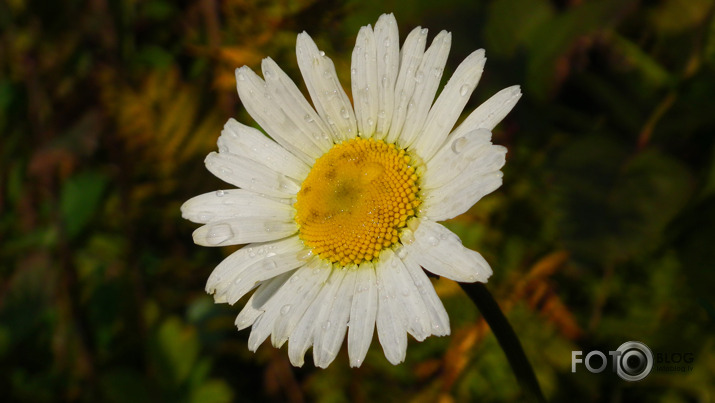 Margrieta