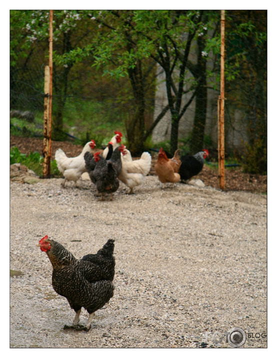 Balkāni II (Bosnija un Hercegovina)