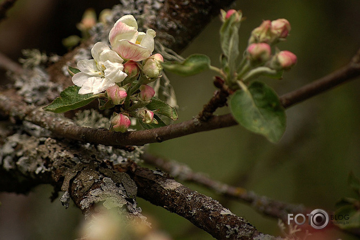 Ak pavasar, ak pavasar ...