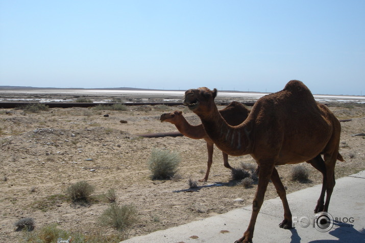 Silk Way 2009